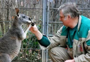 Gerhard Popp kümmert sich um die Zahnschmerzen der Känguru-Damen.