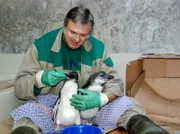 Gerhard Popp bereitet seine Pinguine auf den Ernst des Lebens vor.