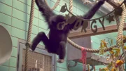 Happy Birthday! Gibbon Porgy wird 40. Er ist der älteste Gibbon in einem europäischen Zoo. Affenpflegerin Thali organisiert eine Party mit Luftschlangen und Selbstgebackenem.