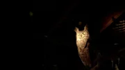 Die Augen von Eulen leuchten im Dunkeln, genau wie Zeugen die Augen des Mothman beschreiben. Doch wie erklären Forscher seine Größe von über zwei Metern?