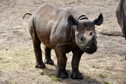 Im Zoo Berlin scheint sich Nashorn-Mädchen Akili prächtig zu entwickeln. Es ist bereits das 19. Spitzmaulnashorn, das heran wächst. Auf Akilis Nase sind schon winzige Ansätze von Hörner zu sehen.