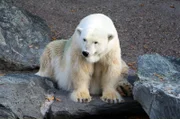 Abschied von Felix. Der Eisbär aus Nürnberg verlässt die Wilhelma, weil er mit der Stuttgarter Eisbär-Dame Corinna nicht wirklich klar kommt. In Holland warten vier weibliche Eisbären im Zoo von Ouwehands schon sehnsüchtig auf einen echten Kerl wie Felix.