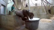 Für die Gorilla-Teenies Vana und Tebogo steht heute ein Schaumbad auf dem Tagesplan der Wilhelma. Aber die Halbstarken haben nicht so richtig Bock auf Wasser und Seife. Tierpflegerin Margot braucht einen Plan B.