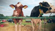 Die beiden Kühe genießen die frische Luft. Die meiste Zeit verbringen sie im Stall, nur wenn sie mal nicht trächtig sind, dürfen sie auf der Wiese einen kleinen Kurzurlaub machen.