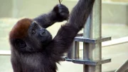 Die Gorillahandaufzuchten Vana und Tebogo machen heute einen großen Schritt in das Erwachsenenleben: Zum ersten Mal dürfen sie in das Silberrückgehege - die Junggorillas sollen sich nach und nach der Gruppe anschließen.