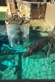 Ein Krokodil im Gehege