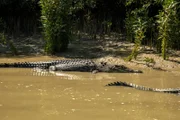 Krokodil