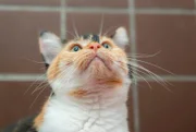 Im Tierheim Duisburg warten Katzen auf eine neue Chance. Gerade beschlagnahmte Tiere haben meistens unter sehr schlechten Bedingungen gelebt. Sie sollen es nun besser haben.
