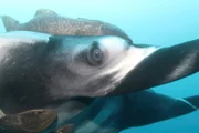 Riesenmanta mit Schiffshalter.