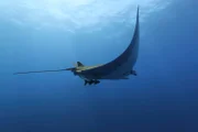 Riesenmanta, Revillagigedo Archipel, Mexiko