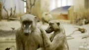 Das Forschungsmuseum Alexander Koenig beherbergt nicht nur eine umfangreiche Sammlung an Tierpräparaten, sondern auch eine Biobank.