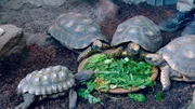 Schildkröten in der Wilhelma.