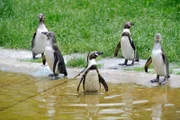 Humboldt-Pinguine im Tierpark Berlin.
