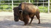 Die Bisons werden heute gegen die Blauzungenkrankheit geimpft. Für das Tierärzteteam um Tobias heißt das: Blasrohr raus, zielen und hoffentlich beim ersten Mal treffen.