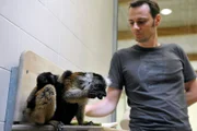 Bei den Mohrenmakis im Tierpark Berlin ist in diesem Jahr wieder ein Jungtier zur Welt gekommen: Kurator Dr. Pauly mit Mohrenmaki-Weibchen Uta und Nachwuchs Max.