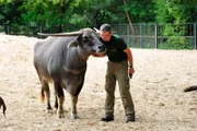 Im Tierpark Berlib gibt es von Reviertierpfleger René Walther für den Kerabau (ein asiatischer Wasserbüffel) eine ausgiebige Fellmassage.