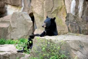 Baribal-Bärin Rita mit Jungtier im Tierpark Berlin.
