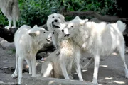 Große Aufregung bei den Polarwölfen im Zoo: Auf ihrer Anlage soll der Rasen neu gesät werden. Vorübergehend werden die Wölfe deshalb ins Nachbargehege ausquartiert. Hier wohnt normalerweise Braunbärin Siddy. Das kanadische Rudel ist völlig aus dem Häuschen. Tierpfleger Markus Röbke und sein Team müssen sich mit der Gartenarbeit beeilen.