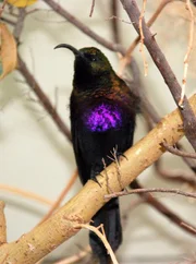 Extrawurst für den Nektarvogel: leckere Hyazinthe.