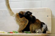 Bei den Mohrenmakis im Tierpark Berlin ist in diesem Jahr wieder ein Jungtier zur Welt gekommen: Mohrenmaki-Weibchen Uta mit Nachwuchs Max.