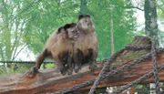 Kapuzineraffe Herkules im Jaderpark.