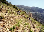 Schwierigstes Arbeiten in den Schräghängen der Weinberge im Cinque Terre.
