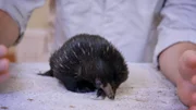 Rarity the echidna puggle.