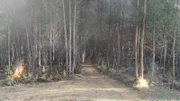 Die Glut eines Waldbrandes verursacht neue Brände abseits des Hauptbrandes.