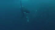 Die Killerwale Norwegens machten sich auf die Suche nach Heringsschulen. Die Killerwale Norwegens machten sich auf die Suche nach Heringsschulen.