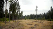 Dem Wald in Deutschland geht es so schlecht wie nie: Überall tote Bäume aufgrund von Hitze, Trockenheit und Schädlingen.
