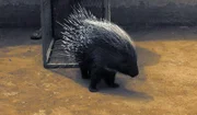 Ein Stachelschwein kommt zu seinen Freunden zurück.