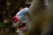 Bei Mandrill-Männchen zeigt die bunte Zeichnung ihren Rang.