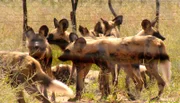 Meisterschützen vor! Zwei Wildhund haben sich verletzt. Für ihre Behandlung müssen sie betäubt werden – mit dem Blasrohr. Sie im Durcheinander des 19-köpfigen Wildhundrudel zu treffen ist keine leichte Aufgabe.