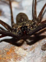 A large Whip Scorpion in the Cueva Del Viento of Guajataca Forest Reserve - Puerto Rico.