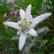 Edelweiß.