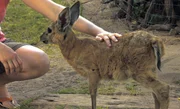 Simi ist eine Antilope - und gleichzeitig ein Pechvogel. Simi ist eine Antilope - und gleichzeitig ein Pechvogel.
