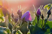 Aus den Blüten der Damaszener Rosen wird wertvolles Rosenöl hergestellt.