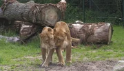 Löwinnen im Jaderpark.
