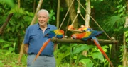 Sir David Attenborough ist für seine großartigen BBC- Tierdokumentationen bekannt.