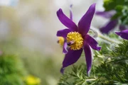 Die Gärtnerinnen auf der Garten Tulln gestalten die in die Jahre gekommene „Natur sucht Garten“-Anlage neu. Diesmal werden verschiedene Wildsträucher gepflanzt.