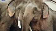 Gefangen und zur Schau gestellt – Elefantenpaar in Boten, Laos