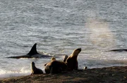 Die jungen Seelöwen spielen gerne am Strand, doch in der Flut lauert eine große Gefahr. Die jungen Seelöwen spielen gerne am Strand, doch in der Flut lauert eine große Gefahr.