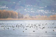 Zigtausende Enten verbringen den Winter am Bodensee.