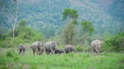 Eine Herde asiatischer Elefanten wandert durch das Grasland. In ganz Thailand sind die Tiere ständig auf der Suche nach Nahrung und befinden sich in einem tödlichen Kampf, um Beute zu finden oder nicht gefangen zu werden. (TV Burabha)