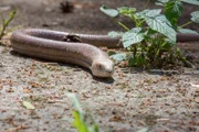 Petrina ist eine Panzerschleiche und zu Besuch in Bärstadt. Sie sucht einen sicheren und sonnigen Platz zum Ausruhen, Häuten und Eier legen. Kann Hund Keks ihr helfen?