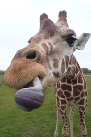 Giraffenbulle Meru kann nicht genug bekommen.