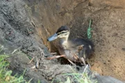Ente Emil ist verzweifelt - wie kommt er nur wieder aus dem Erdloch? Zum Glück hat Hund Keks ihn gefunden!