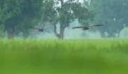 Zwei Saruskraniche im Flug. In ganz Thailand gehen die Tiere auf der Suche nach einem Partner an ihre Grenzen.