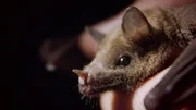 Blattnasenfledermaus