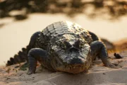 Der Brillenkaiman gehört zur Familie der Alligatoren, die schon seit 80 Millionen Jahren auf der Erde leben. Unterhalb der Augen liegt ein u-förmiger Knochenwulst, der wie der Steg einer Brille aussieht. Daher sein Name.
